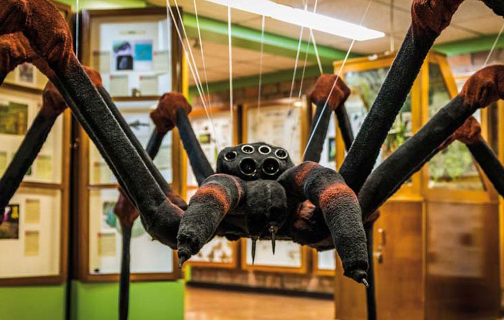 Conocé el mundo de los insectos en la Universidad de Costa Rica, de lunes a viernes de 9:00 a. m. 12:00 m. d. y de 1:30 p. m. a 4:00 p. m. podés aventurarte en el Museo de Insectos.